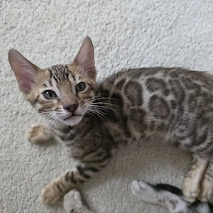Reinrassiger Bengaljunge