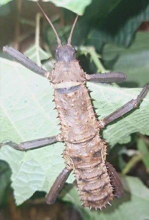 Eurycantha horrida