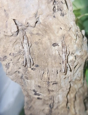 Canachus crocodilus