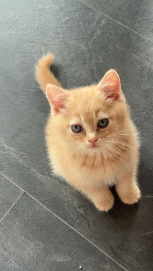 BKH Kitten suchen ein neues zu Hause