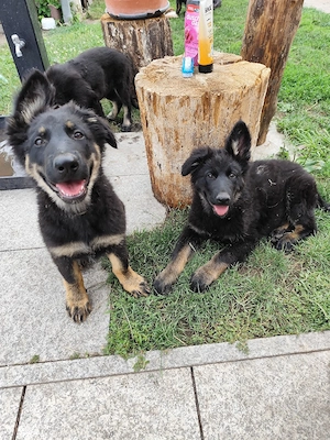 Altdeutsche.Schäferhundwelpen