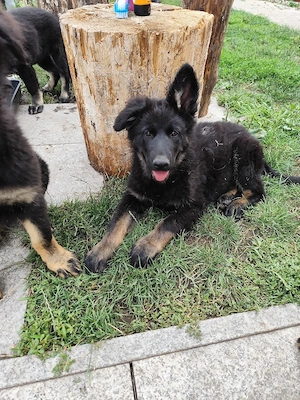Altdeutsche.Schäferhundwelpen
