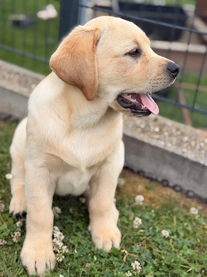 Labrador Retriever Welpen aus VDH LCD-Zucht (FCI)