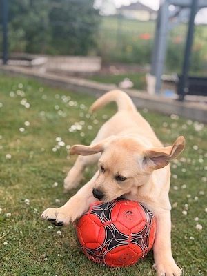 Labrador Retriever Welpen aus VDH LCD-Zucht (FCI)