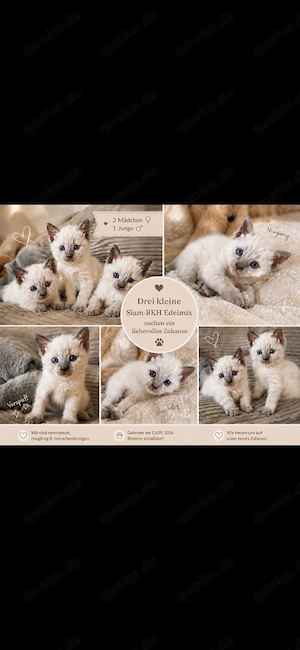 Thai Siam BKH Kitten Lilac