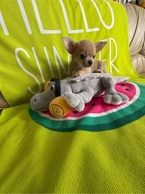 Ein wundervoller männlicher Chihuahua-Welpe steht zum Verkauf.