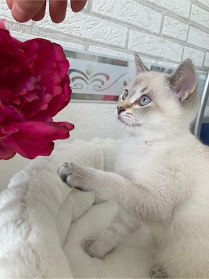 Wundervoller BKH Kitten in Tabby Point ist schon abgabebereit!