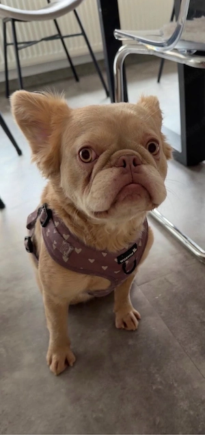 Französische Bulldogge zu verkaufen