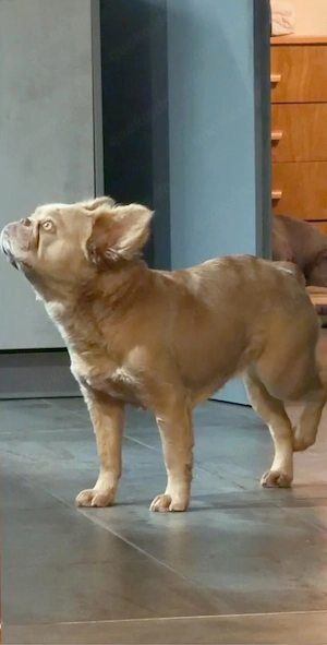 Französische Bulldogge zu verkaufen