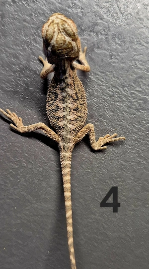 Pogona vitticeps