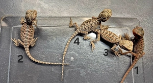 Pogona vitticeps