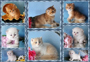 Wunderschöne BKH und BLH Kitten mit Stammbaum