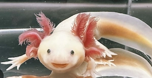 Süße Axolotl suchen ein neues Zuhause (5 Monate alt)