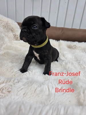 Französische Bulldoggen abzugeben 
