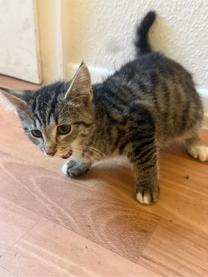 Fünf süße Kitten suchen ein neues Zuhause :) Bild 3