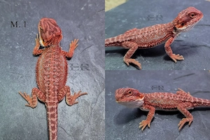Mehrere Bartagamen (Pogona vitticeps)  