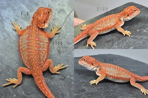 Bartagame (Pogona vitticeps) Weibchen 