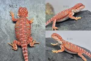 Bartagame (Pogona vitticeps) Männchen 