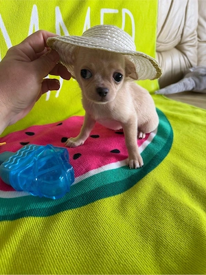 Wunderschöne, mini  Chihuahua-Hündin zu verkaufen.