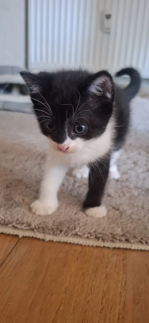 Kitten britisch kurzhaar 