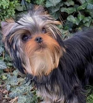 Yorkshire Terrier Mädchen FCI