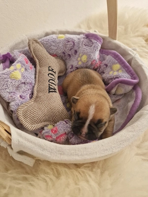 Außergewöhnliche Französische Bulldoggen