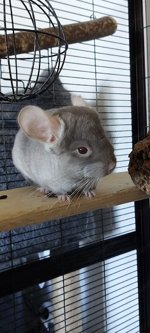 Chinchilla Weibchen 