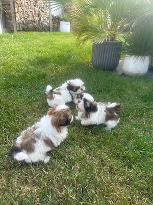 Shih Tzu Welpen Tricolour