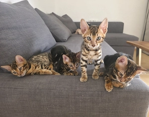 Wunderschöne Bengal-kitten (abgabebereit)