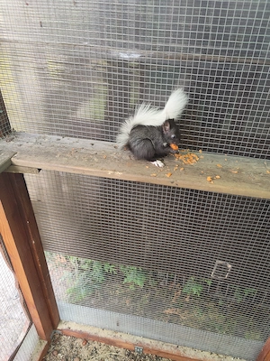 Europäische Eichhörnchen 