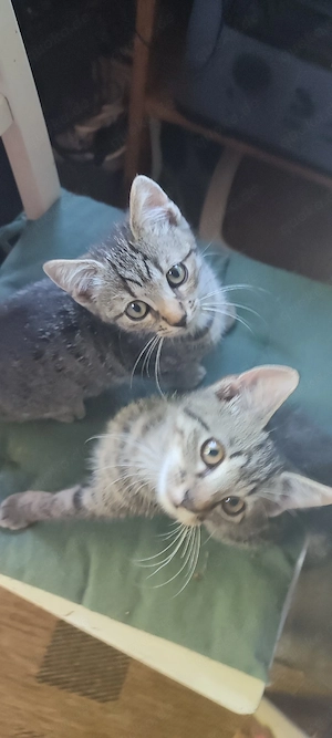 Katzenbaby's  Heilige Birmamix 12 Wochen Abgabebereit!