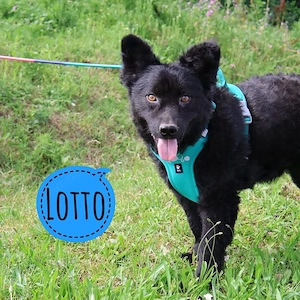Lotto, zierlicher Mudi Kroatischer SH Mischling