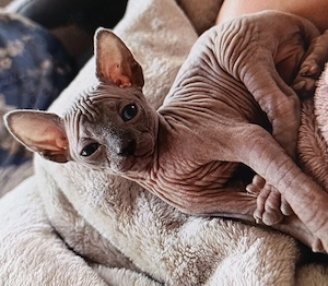 Wunderschöne Sphynx suchen absofort ein neues Zuhause 