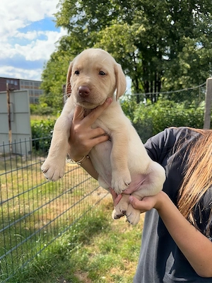 Labrador-Welpen