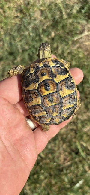 Griechische Landschildkröten Toskana (Thh) Bild 2