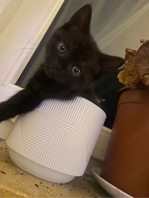 2 katzen abzugeben 