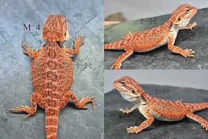 Mehrere Bartagamen (Pogona vitticeps)