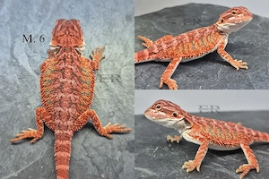 Bartagame (Pogona vitticeps) Männchen 
