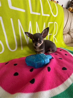 Ein wundervoller männlicher Chihuahua-Welpe steht zum Verkauf.