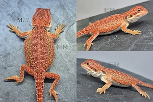 Bartagame (Pogona vitticeps) Männchen 