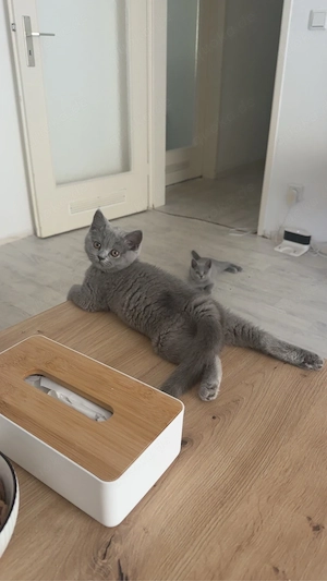 4 süße BKH Kitten 