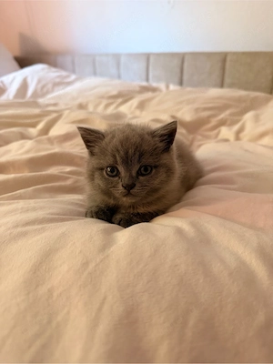 Britisch Kurzhaar (BKH) Kitten 