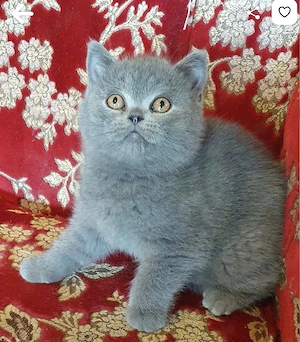 BKH Britisch Kurzhaar Kitten mit Zubehör 