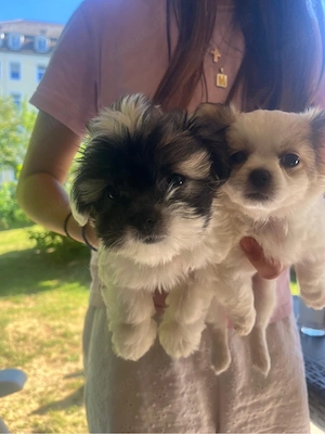 Chihuahua-Shih-Tzu- Welpen zu verkaufen