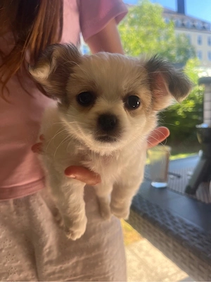 Chihuahua-Shih-Tzu- Welpen zu verkaufen
