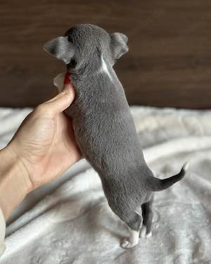 Chihuahua-Welpen