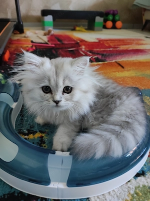 BKH Kitten, abgabebereit 