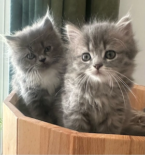Wunderschöne BLH Kitten