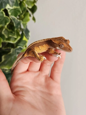 Kronengecko Nachzucht Correlophus Ciliatus