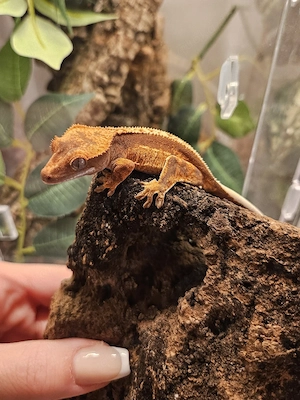 Kronengecko Nachzucht Correlophus Ciliatus